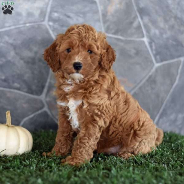 Orchid, Miniature Poodle Puppy